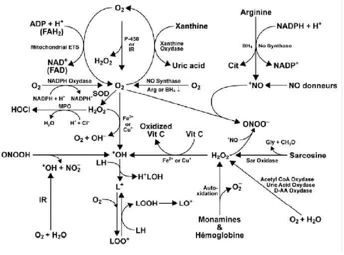 Figure 9 : Productions des radicaux libres oxygénés (ROS) et azotés (RNS) et autres espèces  réactives dans les cellules des mammifères