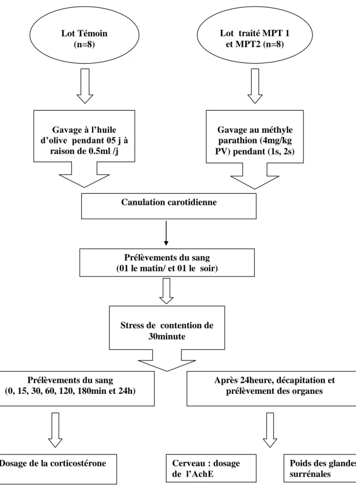 Figure  19 :  1 er       Protocole :  Traitement  au  méthyle  parathion    suivie  d’un  stress  de  contention