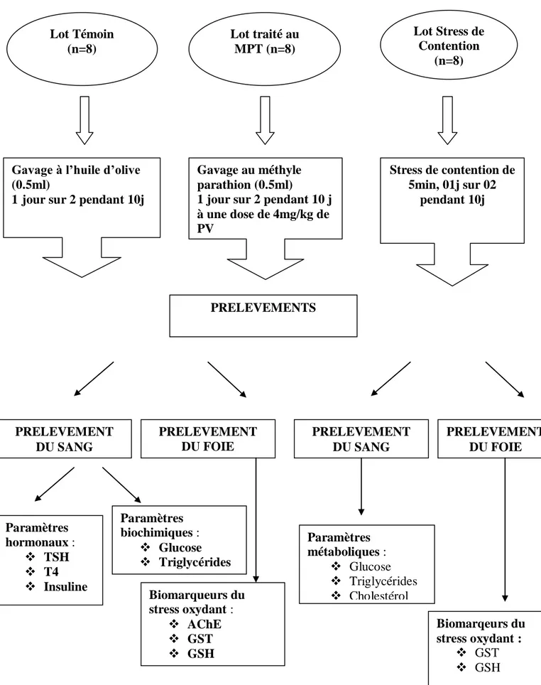 Figure 20 : 1 er     protocole : Traitement au méthyle parathion Lot traité au MPT (n=8) Lot Témoin (n=8) PRELEVEMENTS  Gavage à l’huile d’olive 