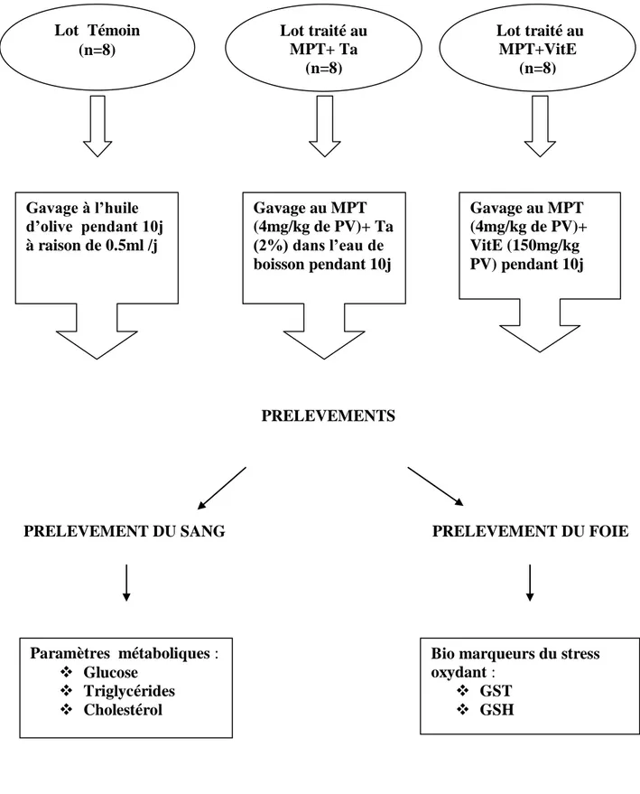 Figure 21 : 2 ème   protocole: Traitement à  la taurine et à la vitamine E Lot  Témoin (n=8) Gavage à l’huile d’olive  pendant 10j à raison de 0.5ml /j Gavage au MPT (4mg/kg de PV)+ Ta (2%) dans l’eau de boisson pendant 10j  PRELEVEMENTS  