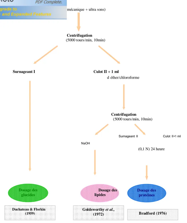 Figure 8 : principales étapes  d’extraction des métabolites : protéines, glucides, lipides selon  Shibko  et al., (1966)     Dosage des protéines Dosage des glucides  Bradford (1976)Goldsworthy et al., (1972) 