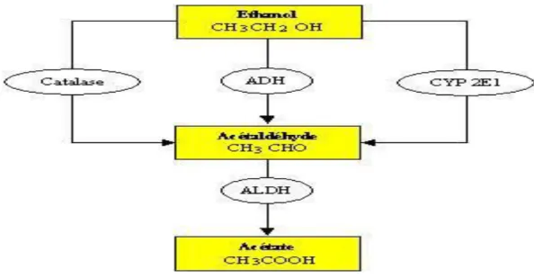 Figure 2 :  métabolisme de l’éthanol.  III-3- Protocole expérimental 