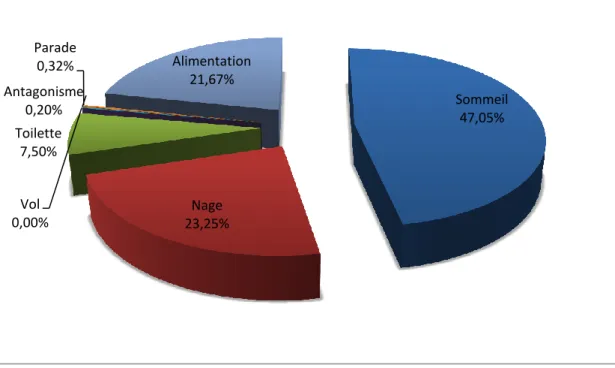Figure 25. Pourcentage des différentes activités diurnes de l’Érismature à tête blanche Oxyura 