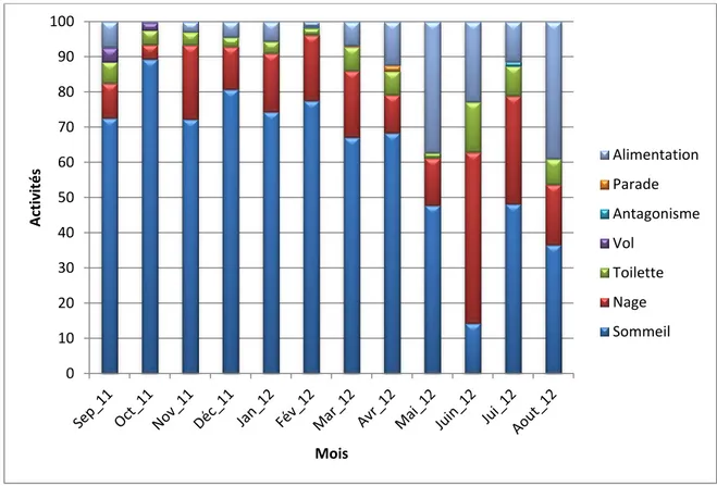 Figure 27. Variation mensuelle du rythme des activités diurnes de l’Érismature à tête blanche 