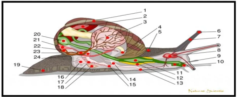 Figure 04 : Anatomie de l‟escargot (www.naturae-scientia.com ) 