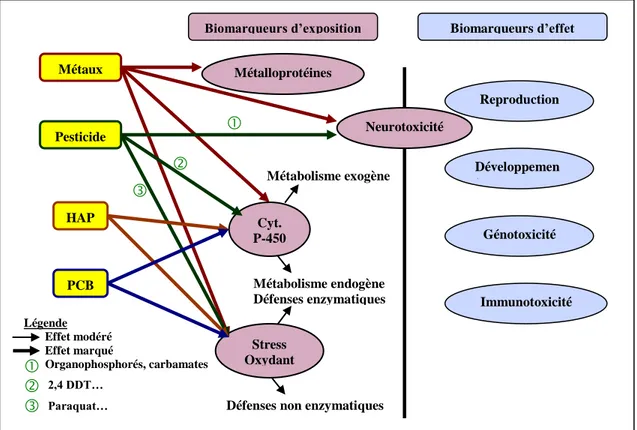 Figure 18 : Relations entre les principaux contaminants et les marqueurs biologiques  (D‟après Narbonne et Michel 1993)