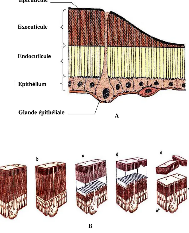 Figure  1.  Structure  de  la  cuticule  (A)  et  processus  de  mue  (B) ;  a:  cuticule  avant  la  mue, b:  mitose des cellules épithéliales, c: apolyse, d: digestion de l’endocuticule, e:  exuviation (Jurenka, 2011)