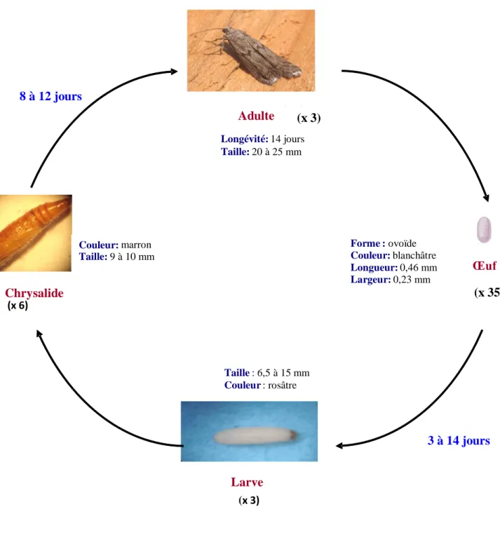 Figure 2. Cycle de développement de  E. kuehniella à 27°C. (x 3) (x 6) (x 3) Chrysalide8 à 12 joursForme:ovoïdeCouleur: blanchâtreLongueur: 0,46 mmLargeur:0,23 mmCouleur:marronTaille:9 à 10 mm ŒufLongévité:14 jours Taille:20 à 25 mmAdulteLarveTaille:6,5 à 15 mmCouleur: rosâtre (x 35)(x 3) 3 à 14 jours