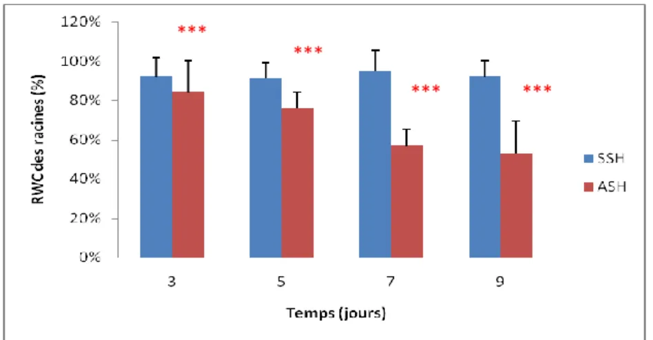 Figure 13.  La Turgescence Relative en Eau (RWC) au niveau des racines.                                         SSH : Sans Stress Hydrique ; ASH : Avec Stress Hydrique