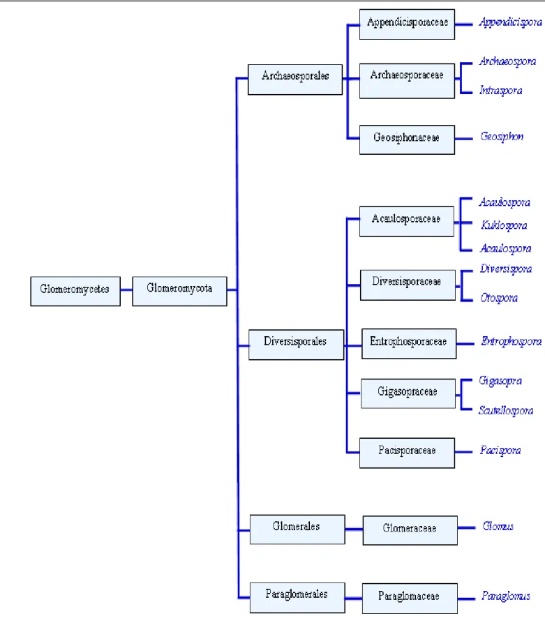 Figure  2 :  Classification  des  champignons  endomycorhizogènes  (selon  SCHÜBLER  et  al