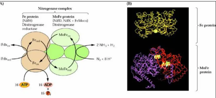 Figure 17 : Mécanisme d’action de la nitrogénase : représentation schématique des étapes de  la réduction de l’azote (site 6)