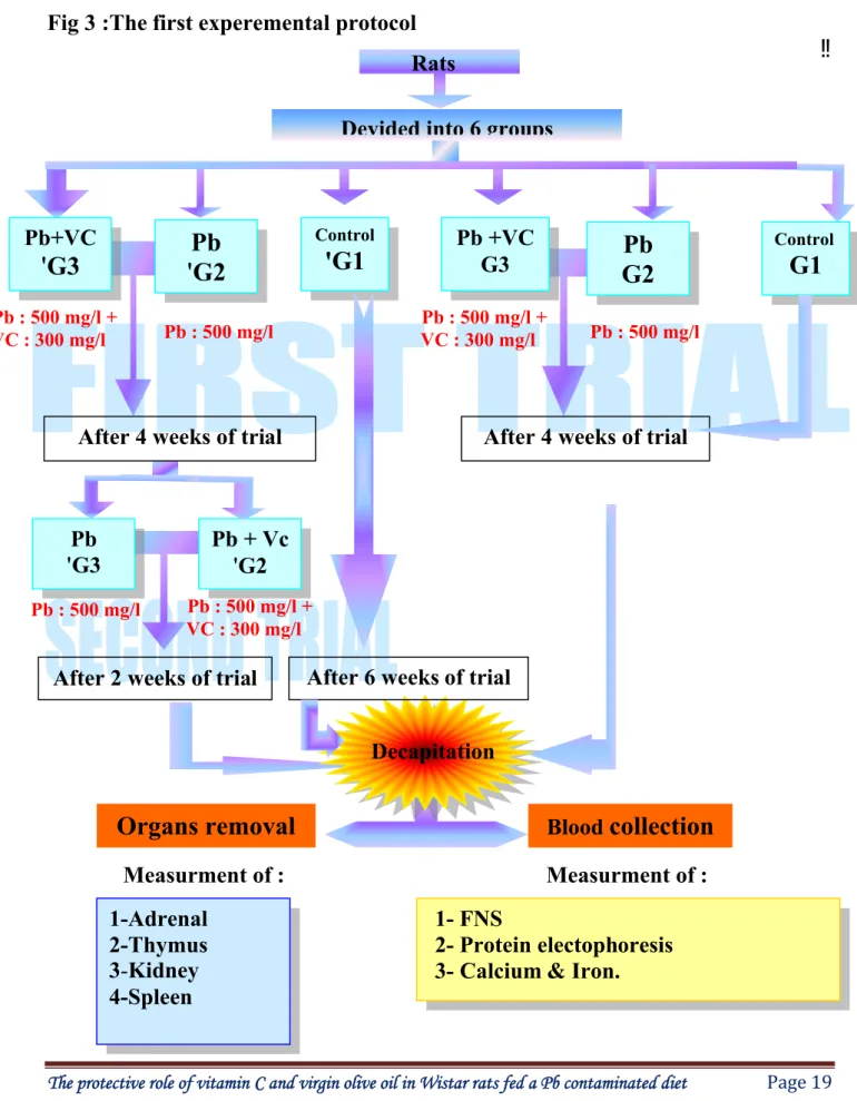 Fig 3 :The first experemental protocol !!                                                                  