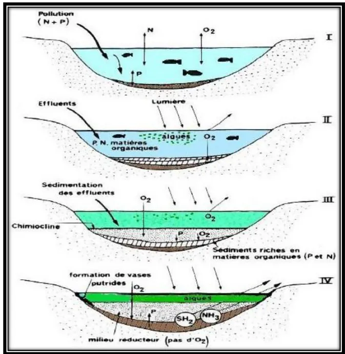 Figure 3.1 : Schéma représentif des differnts étapes de l’eutrophisation d’un lac. 