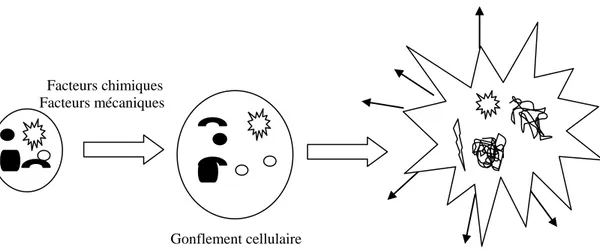 Figure 3 : Schéma général des changements morphologiques des cellules durant la 