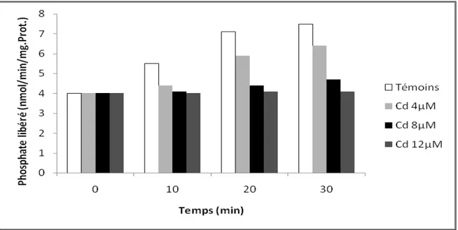 Figure  8.  Effets  du cadmium sur l’activité ATPasique des mitochondries de 