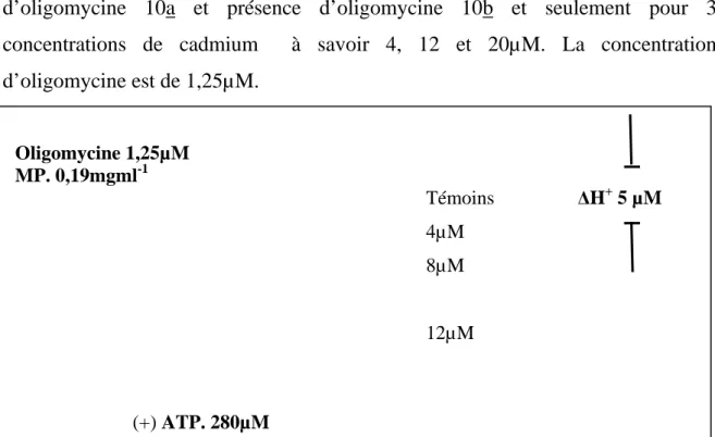 Figure 10a.  Enregistrement des variations de pH du milieu de mesure des 