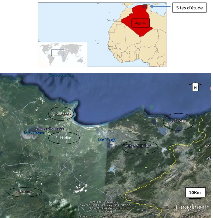 Figure 1. Localisation géographique des sites d’étude ( www.google maps.fr ).  Sites d’étude 