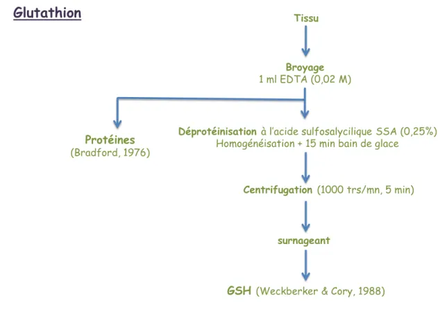 Figure 3. Dosage du glutathion (Weckberker &amp; Cory, 1988).