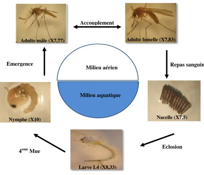 Figure 1: Cycle de développement biologique du  moustique Culex pipiens (photo 