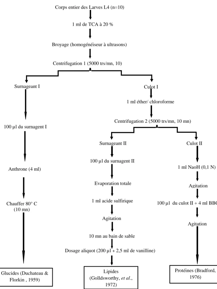 Figure 8 : Extraction et dosage des glucides, lipide et protéines.  Corps entier des Larves L4 (n=10) 