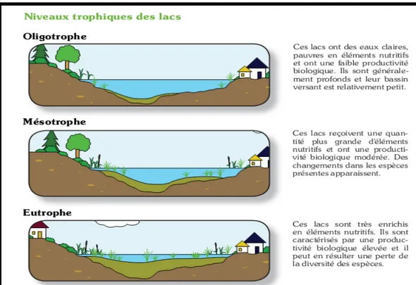 Fig 2 :Les différents niveaux trophiques des Lacs (CRE Laurentides, 2009).  I.1.3.1-  Le processus d’eutrophisation : 