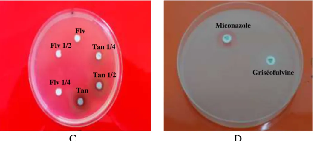 Figure n ° 13: Exemples de l’activité antifongique des extraits testés : cas de Trichophyton 