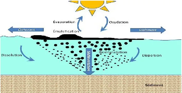 Figure 1.2. : Devenir des hydrocarbures pétroliers dans la colonne d’eau et dans les sédiments (Asia, 2012)