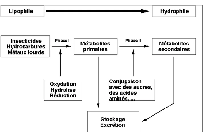 Figure 7. Processus biochimiques mis en œuvre pour métaboliser les substances  