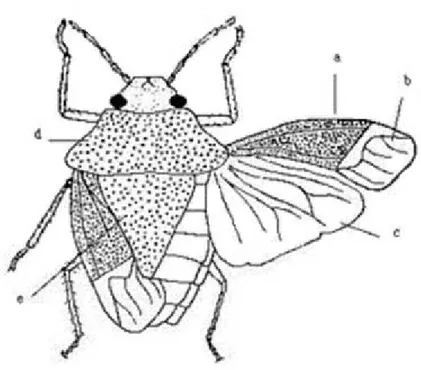 Figure 7 - Hétéroptère adulte 