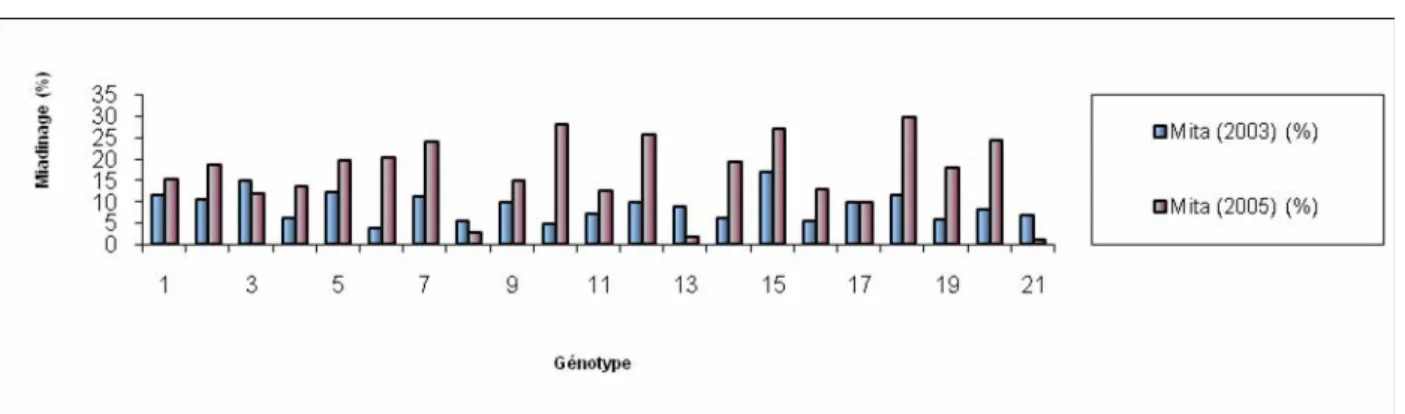 Figure n°19 : Comparaison des taux de mitadinage des 21 variétés de blé dur pour le site  Oued Smar  (2003-2004-2005) 