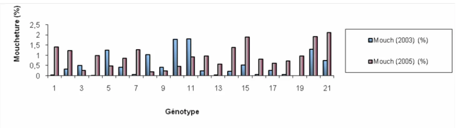 Figure n°21 : Comparaison des taux de Moucheture des 21 variétés de blé dur pour le  site                       El Khroub  (2003-2004-2005) 