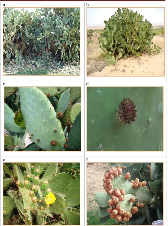 Figure 3. le figuier de Barbarie : a) la plante : variété inerme, b) variété asperme, c) les  cladodes, d) les aréoles, e) les fleurs, f) le fruit (Cliché,  Neffar, 2008 sauf Fig