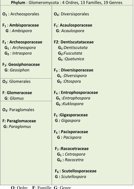 Tableau 2. Classification des champignons MA (Dalpé, 2010). 
