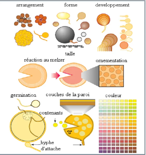 Figure 12. Les bases de classification des spores des champignons endomycorhiziens    (Brundrett,  2000)