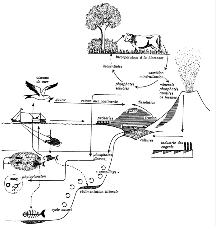 Figure 4. Cycle du phosphore dans la biosphère (Ramade, 1984)
