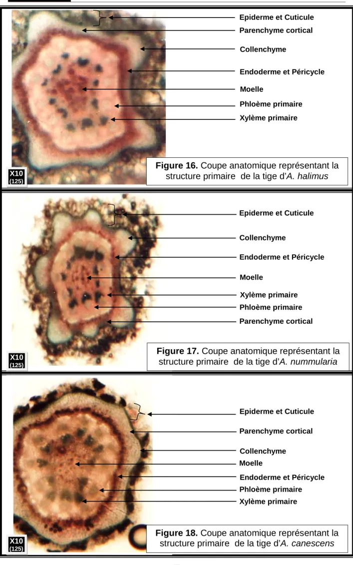 Figure 16. Coupe anatomique représentant la  structure primaire  de la tige d’A. halimus 