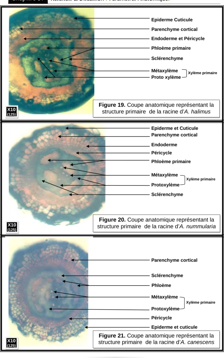 Figure 21. Coupe anatomique représentant la  structure primaire  de la racine d’A. canescens 