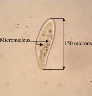 Figure 14. Paramecium aurelia observée sous microscope photonique (x100). 