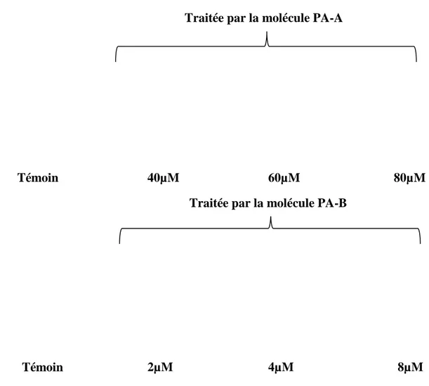 Figure 15. Tests de cytotoxicité des paramécies traitées par les molécules PA-A et PA-B