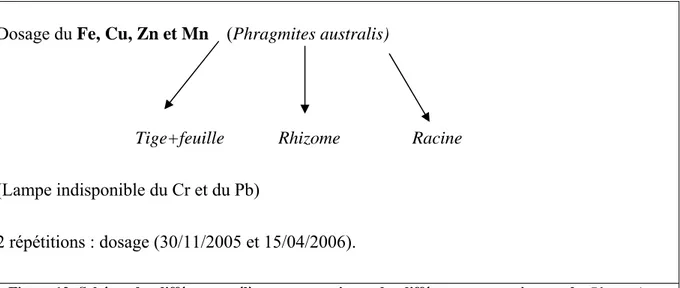 Figure 12: Schéma des différents prélèvements au niveau des différents compartiments de  Phragmites 