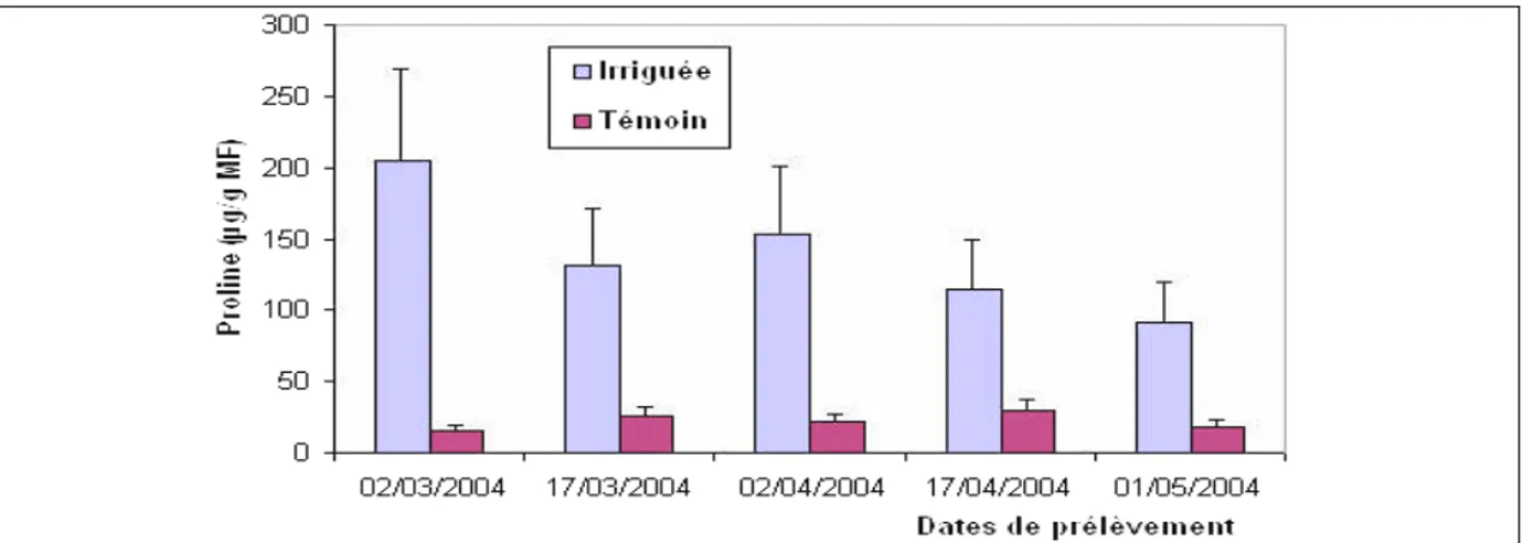 Figure 13: Variation de la teneur en proline chez Lactuca sativa (C.V = 31% chez l'irriguée et 25% chez le  témoin) 