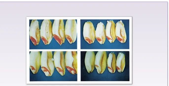 Figure 6 : Différentes niveaux et degrés de coloration des grains de blé par la solution de 