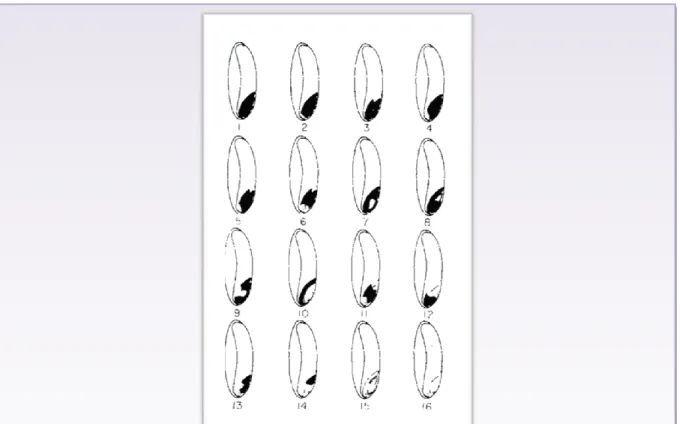 Figure 7 : Critères d’interprétation des résultats de test de tétrazolium sur les semences de 