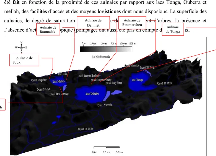 Figure N° 8 : Localisation des sites d’étude au sein du complexe lacustre d’El Kala. 