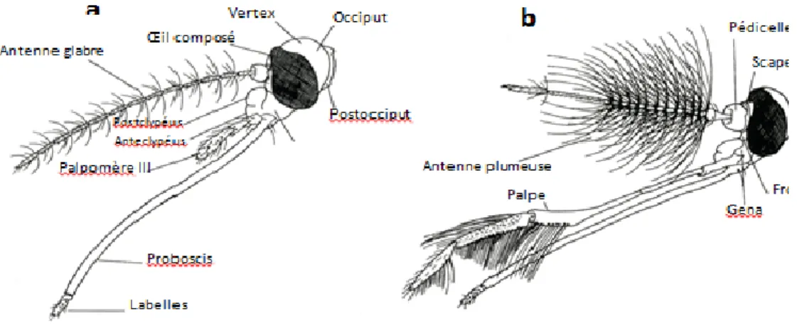 Figure 04 : Morphologie schématique de la tête de Culicinae (vue de profil)   a) Femelle, b) Mâle (Wood et al., 1979) 