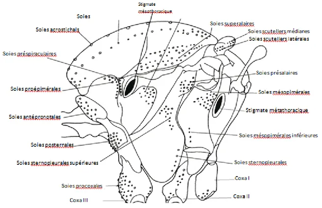 Figure 05: Morphologie schématique du thorax chez les Culicidae, indiquant l’emplacement des  principaux groupes de soies utilisés en taxonomie (Becker et al., 2003, dont la légende a été 