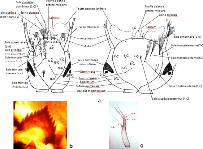 Figure 09: Morphologie externe de la tête de la larve des Culicidae (in Boukraa S., 2010)  a : Vue dorsale chez les Anophilinae (à gauche)  et les Culicinae (à droite) (Becker et al., 2003, avec 