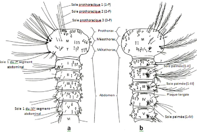 Figure 10: Chetotaxie de la face dorsale du thorax et de l’abdomen des larves  a : Culicinae ; b : Anophelinae (Becker et al., 2003) 