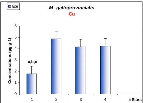 Fig. 28:   Les concentrations moyennes en été du Zn (µ g/g poids sec) chez la moule 