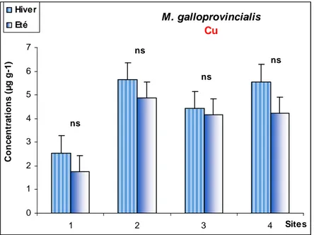 Fig. 31: Les concentrations moyennes en été et en hiver du Cu (µg/g poids sec) chez la moule  
